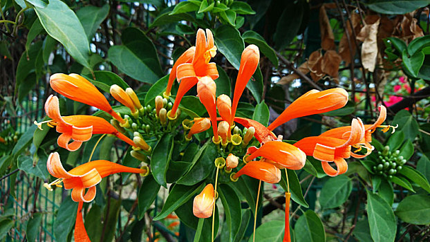 soi cầu 135