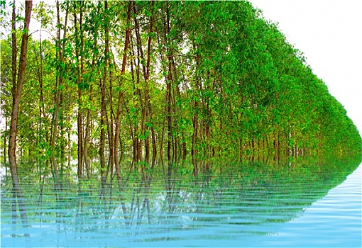 cầu bạch thủ 247