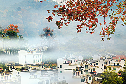 rong bach kim mb